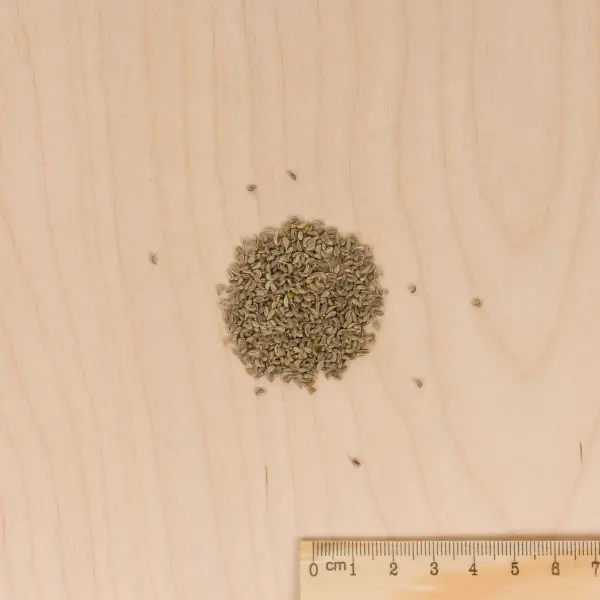 Aromatiques - Persil Commun 2 - MEDIA_3D